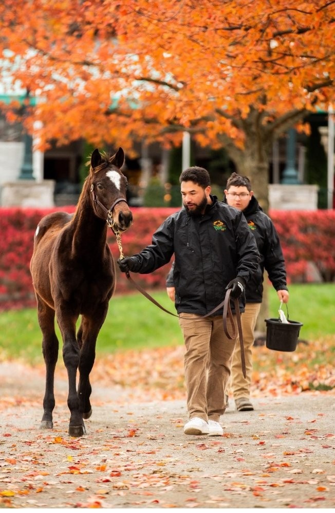 Wasabi Ventures Sales team member leading a Thoroughbred